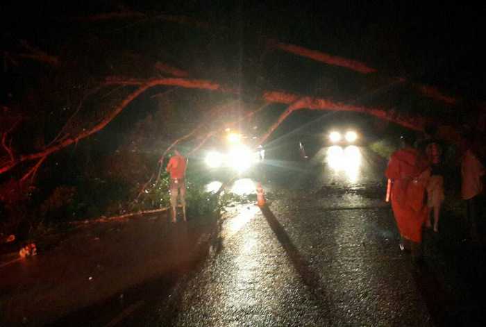 Phuket storm topples trees, causes major power outage