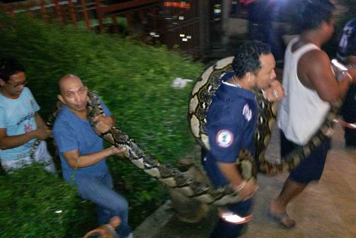 Monster Phuket python caught, decade record set