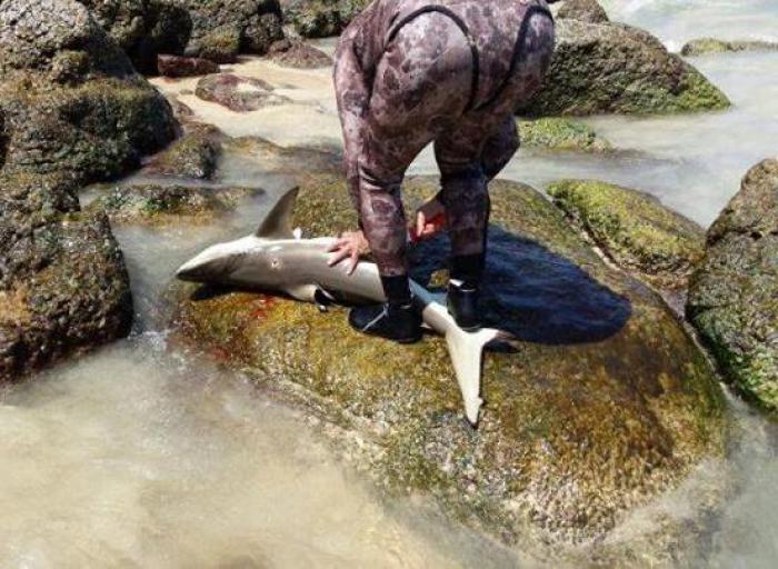 Shark killed off Phuket Beach raises online ire