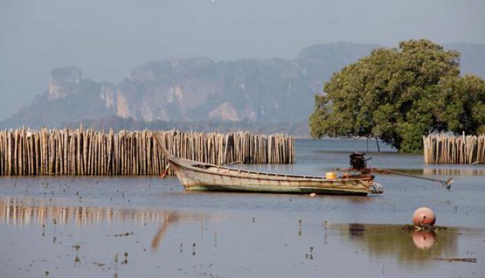 Krabi villagers build bamboo barriers to protect the coast