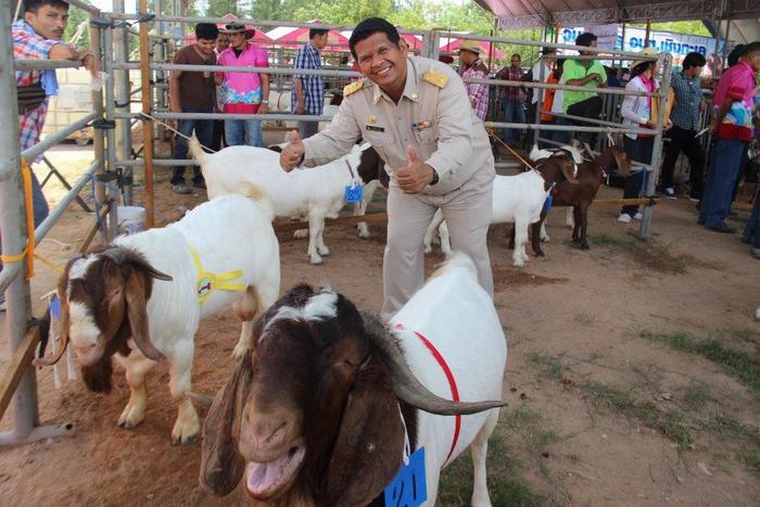 Video Report: Phuket farmers gearing up for National Goat Fair