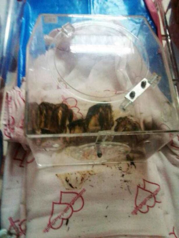 Short-circuited incubator burns Phuket baby