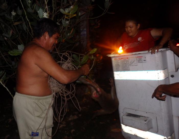 High-wire monkey causes Phuket blackout