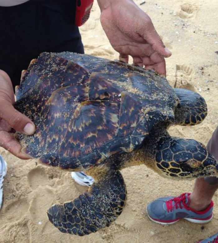 Turtles wash ashore in high seas