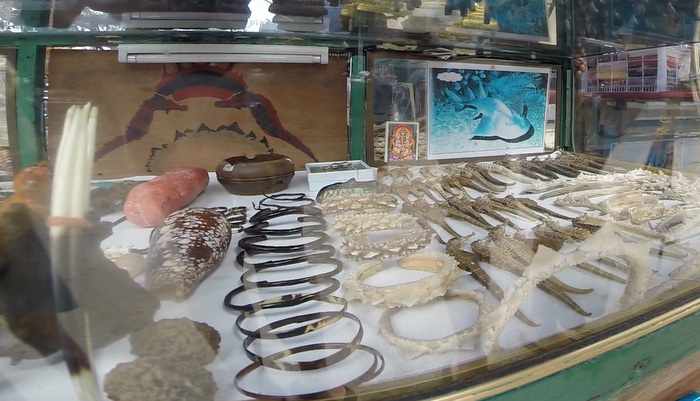 Phuket police slap seahorse, illegal coral vendor with conservation lesson