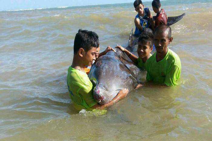 Beached whale found dead off island south of Phuket