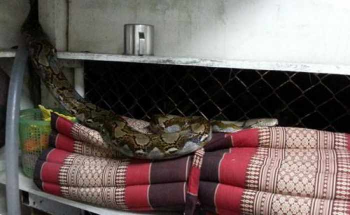 Phuket Town woman surprised by slithering squatter… again