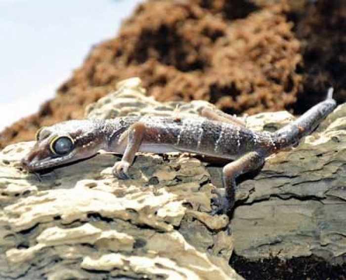 New species of gecko in Phuket not so new