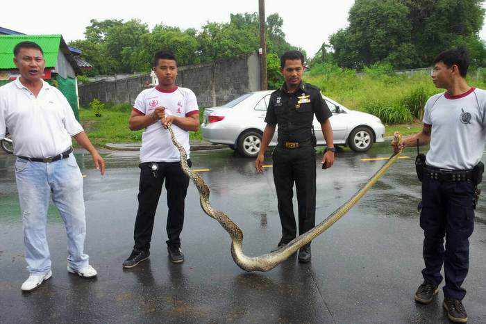 It’s raining snakes: enormous Phuket python seeks shelter