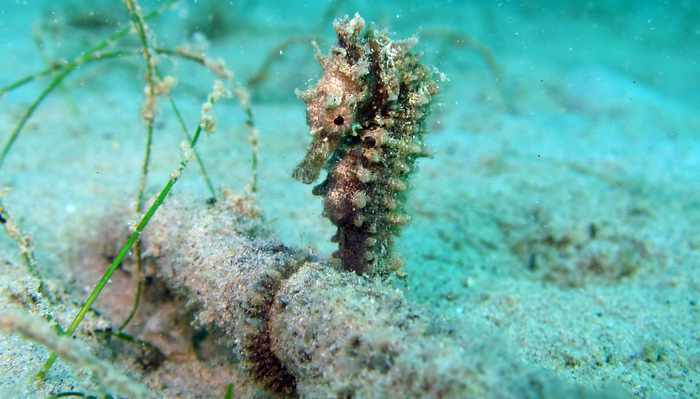 Video Report: Pony Up – Phuket marine conservationists launch international seahorse specialty course