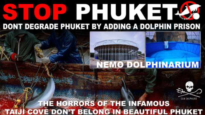 Sea Sheperd rails against allegedly wild caught dolphins for Phuket Dolphinarium