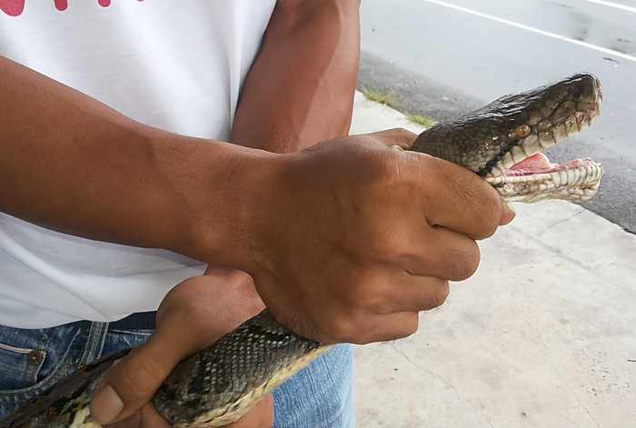 Big snake rattles Phuket henhouse, and its owner