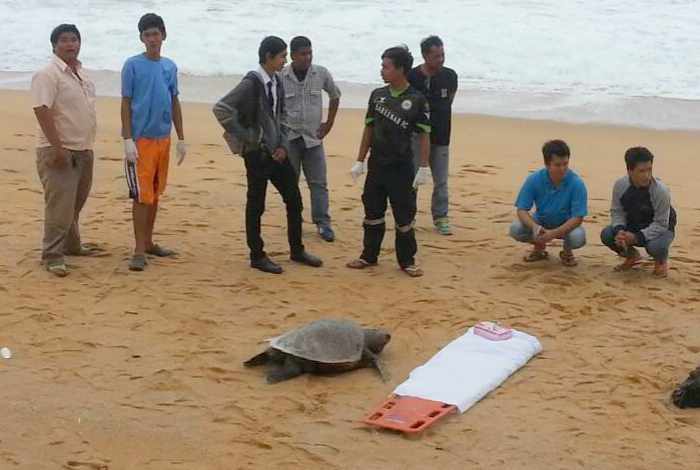 Olive ridley sea turtle found dead on Phuket beach