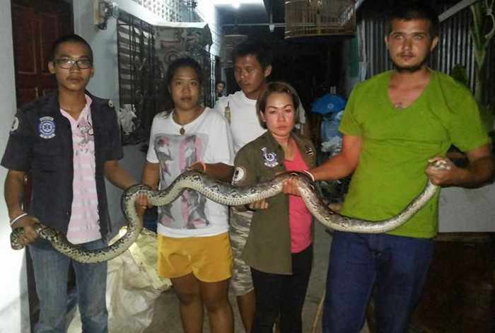 Slithering World Cup spectator makes unwelcome appearance in Phuket