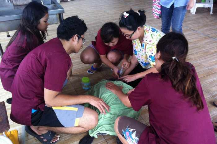 Phuket fishermen save severely injured sea turtle