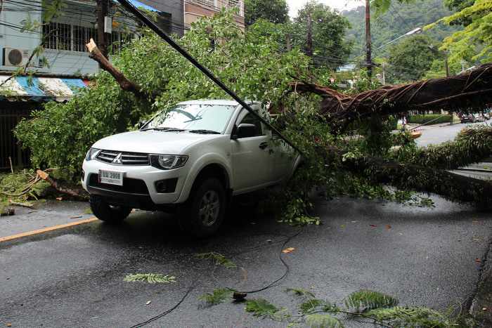 Phuket student injured after tree falls into morning traffic