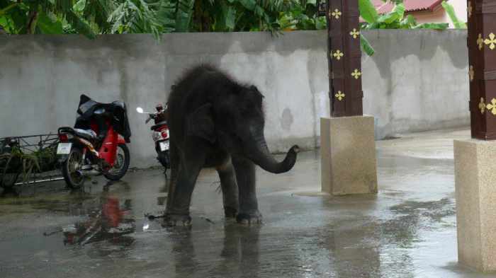 Officials probe baby elephant chained in Phuket parking lot