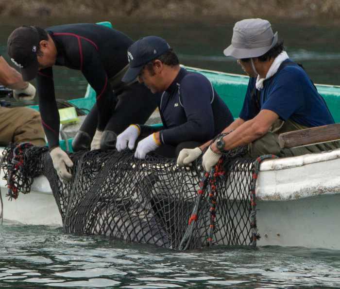 Video Report: Phuket dolphin park’s Taiji killing connection