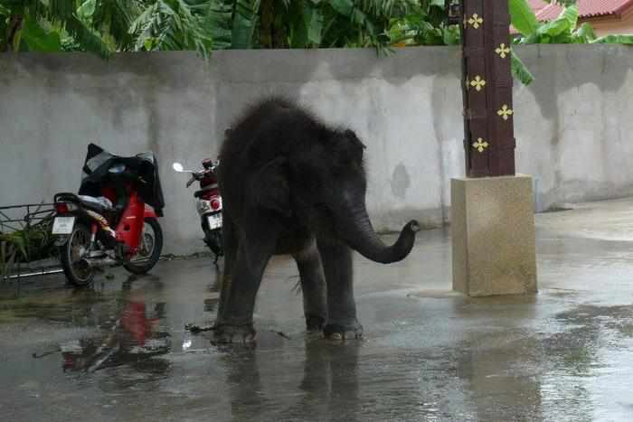 Livestock officials implore Phuket police to investigate baby elephant owner