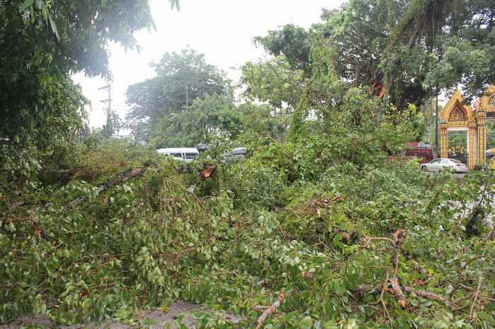 Father and daughter escape injury in Phuket after tree crashes onto pick-up truck