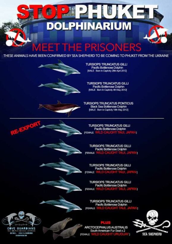 Phuket dolphin park link to Taiji massacre confirmed: Sea Shepherd [video] | Thaiger