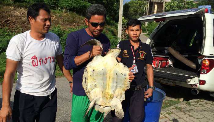 Maimed sea turtle found tangled in net on Phuket beach