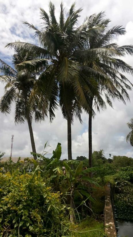 Phuket coconut collector takes fatal plunge