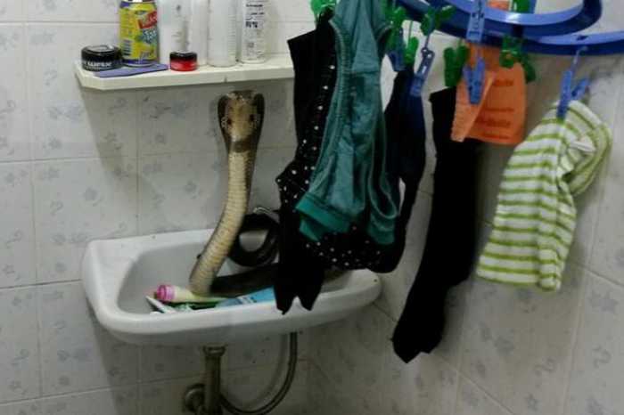 Phuket local finds cobra curled up in bathroom sink