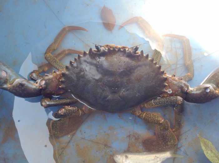 Giant crab nips at Krabi villagers’ emotions