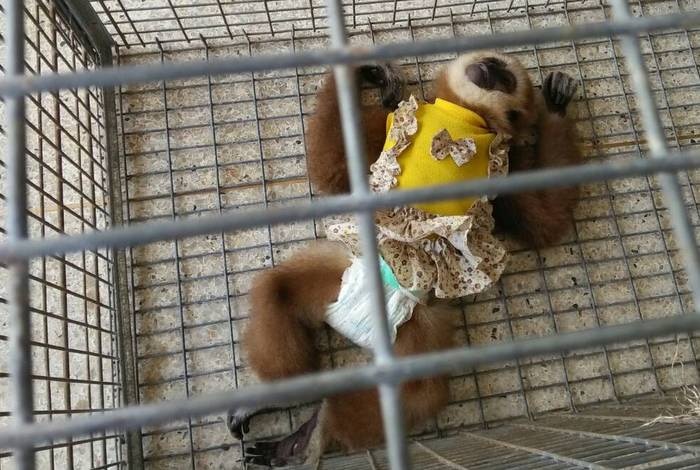 Three men arrested with baby gibbons on Phi Phi