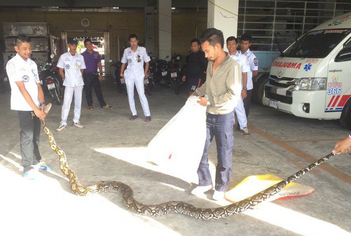 Rescue workers struggle to bag mammoth python