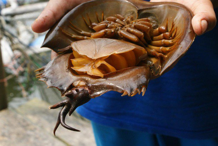 Krabi fisherman nets mutant horseshoe crab