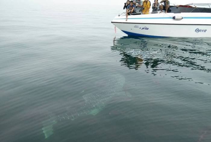 Tourists spot school of whale sharks off Phuket