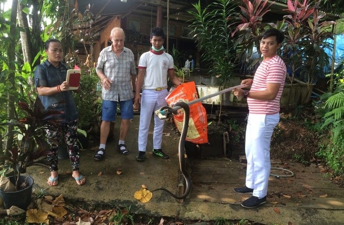 Cobra caught in Phuket expat’s shoe rack