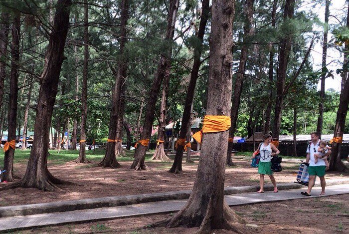 Phuket locals victorious in battle to save Nai Harn trees