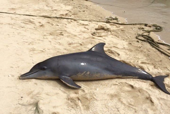 Mayor fears fishing net killed dolphin