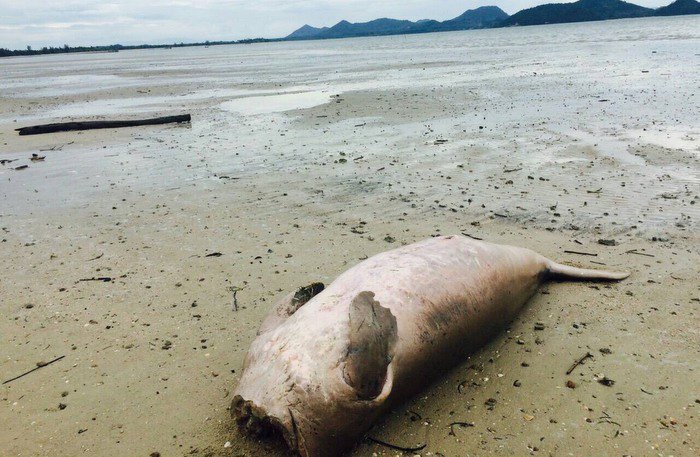 Decapitated dugong found on Koh Yao Yai