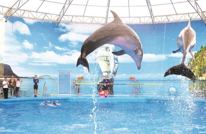 Special Report: Controversial Dolphinarium puts on first Phuket shows