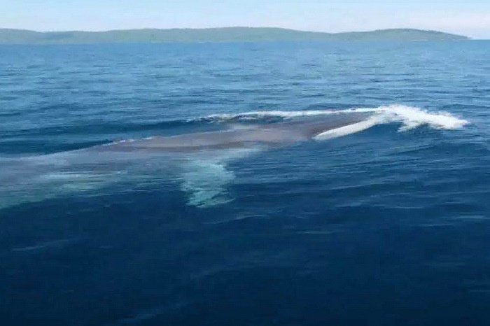 Bryde’s whale spotted north of Phuket