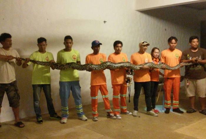 5-meter-long python found at Phuket resort