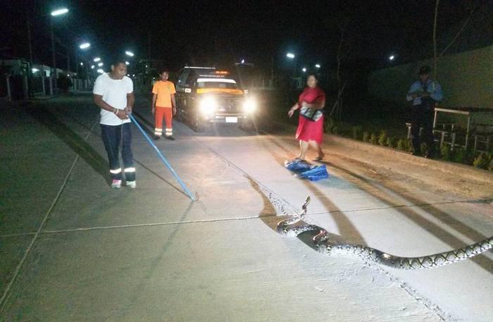 5-meter python caught at Phuket Villa 5 estate