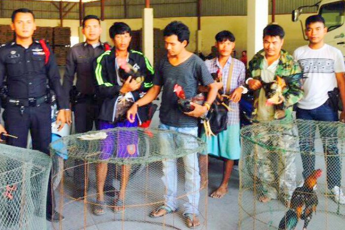 Myanmar nationals nabbed at Phuket cockfight