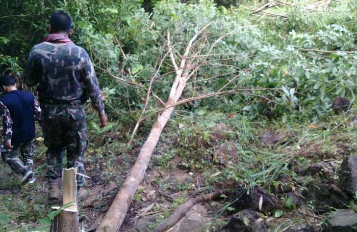 Hundreds of rubber trees removed from Krabi wildlife sanctuary