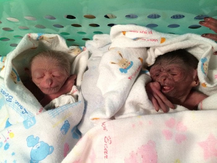 Baby boy of Phuket’s first gibbon twins found dead