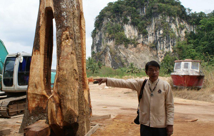 Felling of 143-year-old Krabi tree to boost environmental awareness sparks outrage