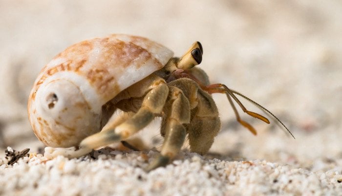 Phuket Valentine’s Day event to offer new homes to hermit crabs