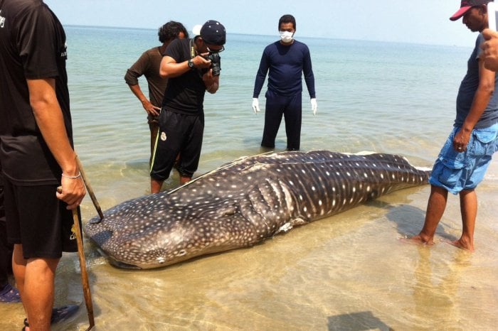 Fishing net suspected of killing whale shark near Phuket