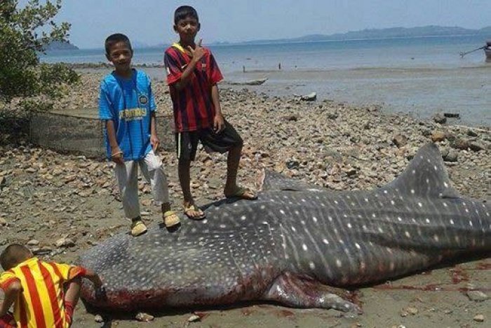 Whale shark’s fins stolen by villagers postmortem, say experts