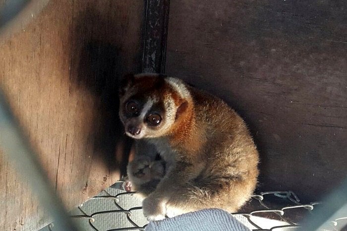 Expert fears Phuket touts feeding meth to slow lorises [video] | Thaiger