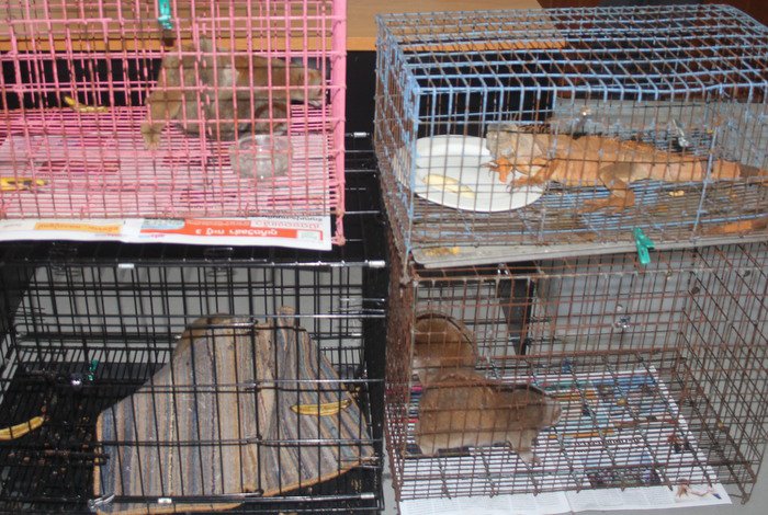 Bundle of slow lorises seized in Phuket